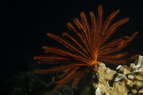 Dauin-North-Nat-nov-18-1