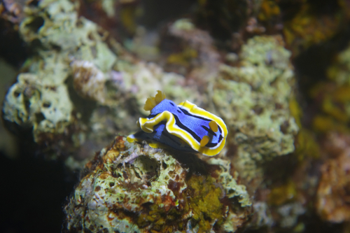 Dauin-North-Nat-nov-18-17