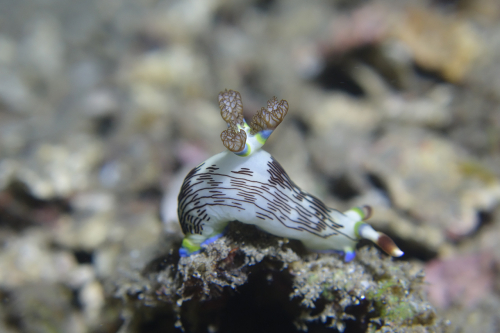 Dauin-North-Nat-nov-18-3