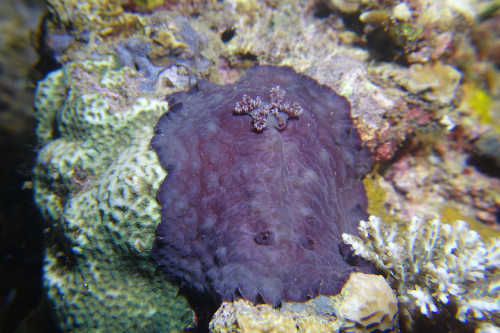 Dauin-North-Nat-nov-18-6