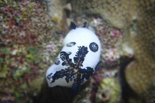 Dauin-North-Nat-nov-18-8