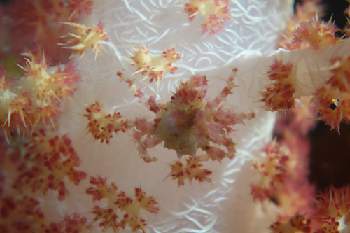 Dauin-North-nat-nov-27-11