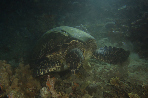 Dauin-North-nat-nov-27-12