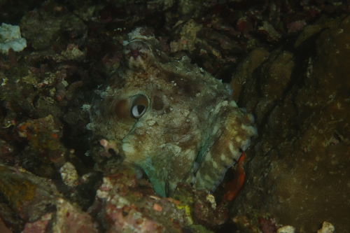 Dauin-North-nat-nov-27-15