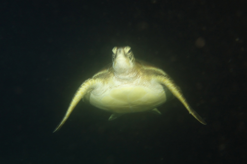 Dauin-North-nat-nov-27-29