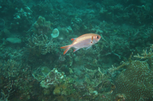 Dauin-North-nat-nov-27-3