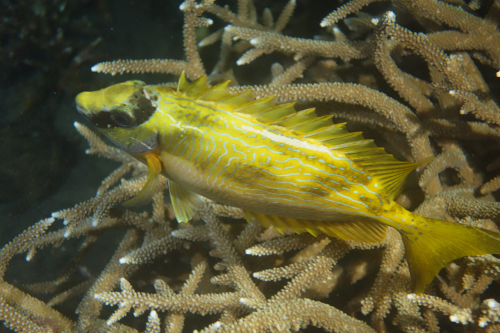 Dauin-North-nat-nov-27-34