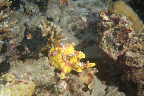 Dauin-North-nat-nov-27-35