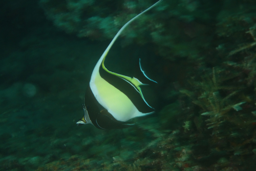 Dauin-North-nat-nov-27-4