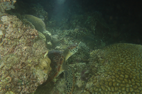 Dauin-North-nat-nov-27-49