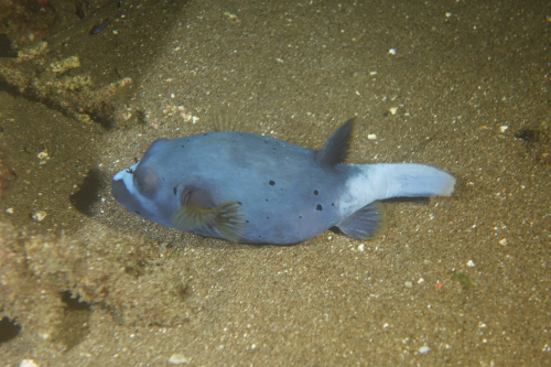 Dauin-North-nat-nov-27-58