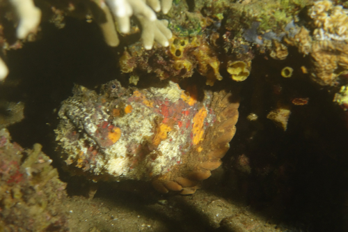 Dauin-North-nat-nov-27-61