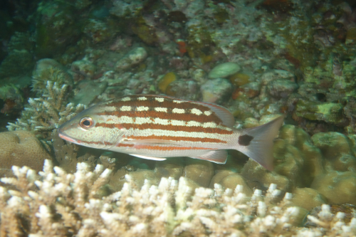 Dauin-North-nat-nov-27-8