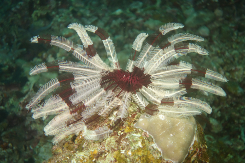 Dauin-North-nat-nov-27-9