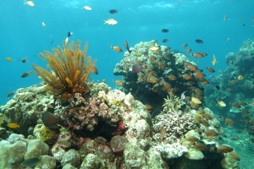 Dauin-North-nov-14-15