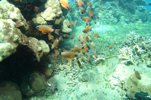 Dauin-North-nov-14-18