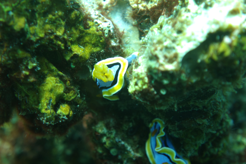 Dauin-North-nov-27-26