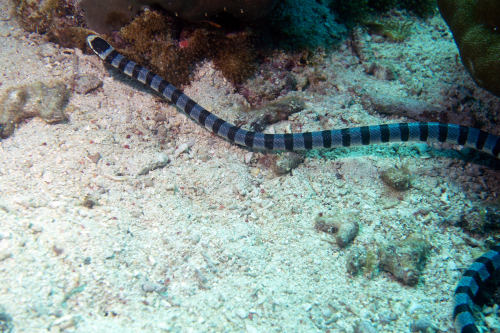 Seasnake