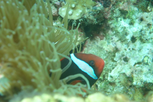 Kookoos-reef-nov-22-10