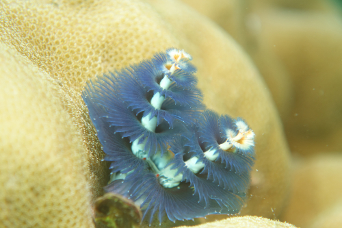 Kookoos-reef-nov-23-11