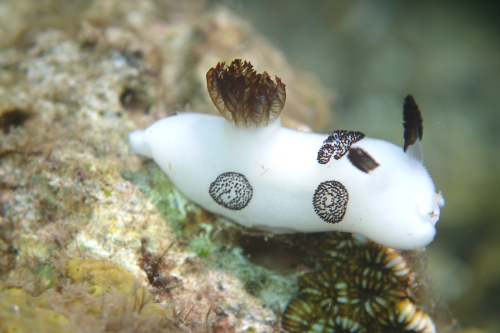 Kookoos-reef-nov-23-14