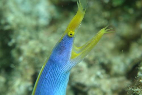 Kookoos-reef-nov-24-17