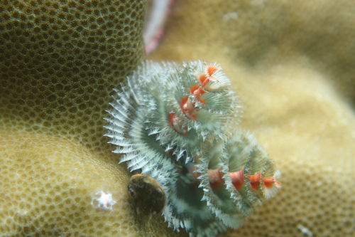 Kookoos-reef-nov-24-20