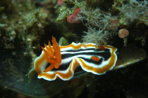 Kookoos-reef-nov-24-6