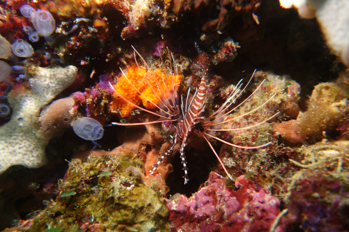 Lionfish