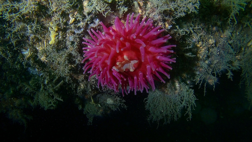 FHD0006