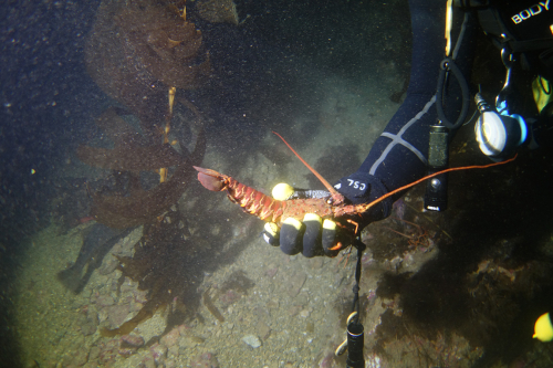 lobster1
