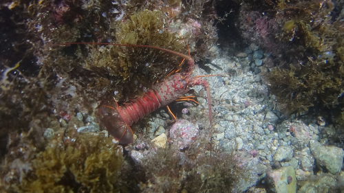 lobster2