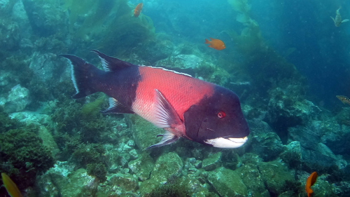 natur2
