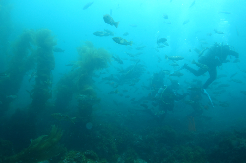 openwater
