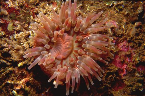 Anemone2
