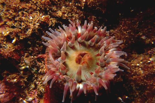 Anemone3