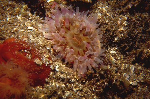 Anemone4