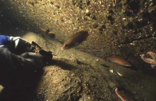 Fodre-fisk (1)