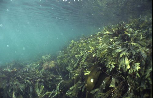 Nordisknatur-2