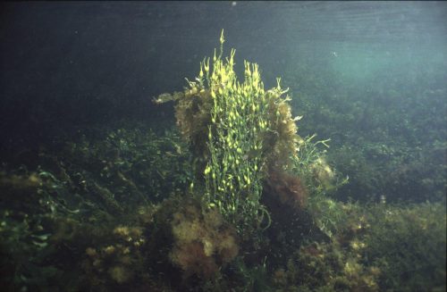 Nordisknatur-4