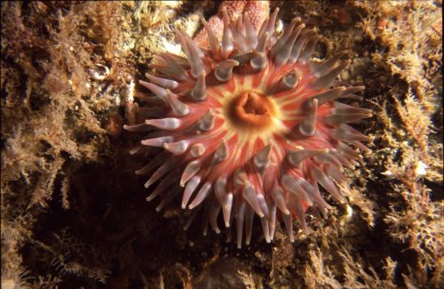 anemone