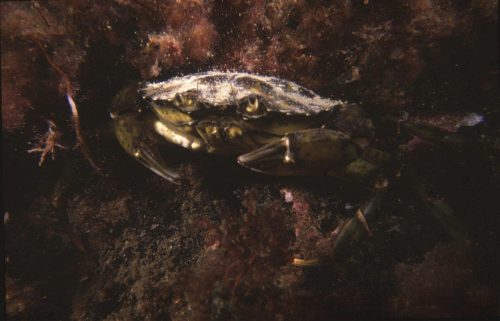 krabbe