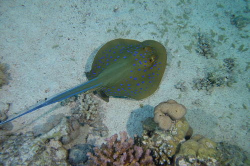 Ray-1