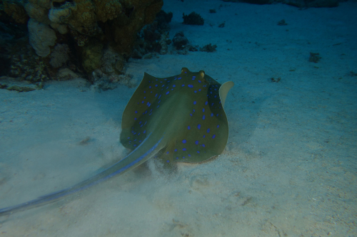 Ray-2