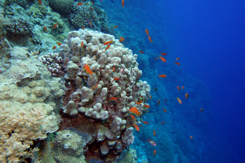Red-fish-2