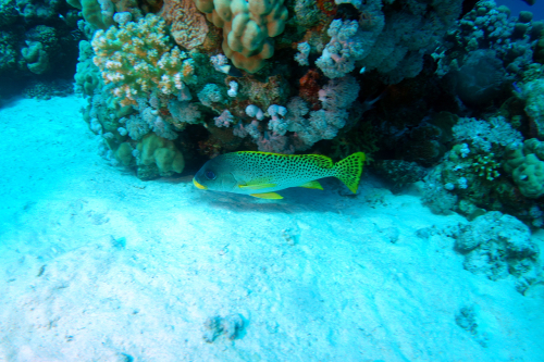 Sweetlips-1