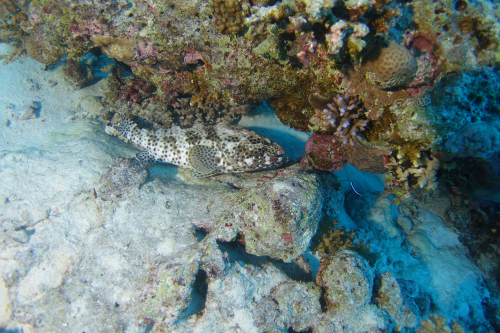 Sweetlips-2