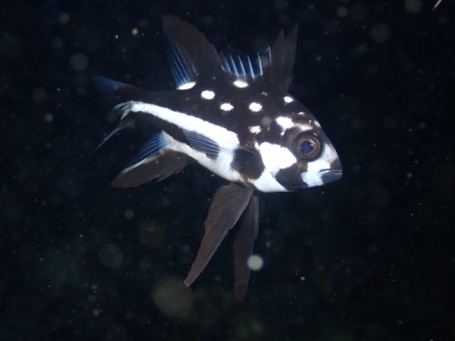 Fish-15
