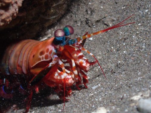 Mantis
