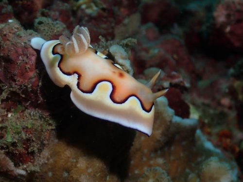 Nudi-10